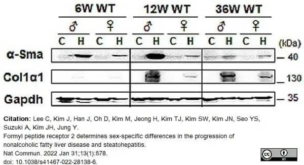 Anti Human GAPDH Antibody, clone 4G5 gallery image 6