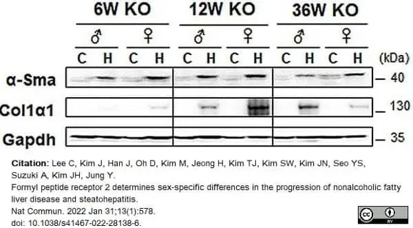 Anti Human GAPDH Antibody, clone 4G5 gallery image 7