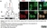 Anti Human GAPDH Antibody, clone 4G5 thumbnail image 8