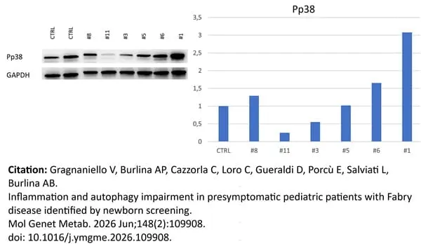 Anti Human GAPDH Antibody, clone 4G5 gallery image 9
