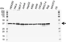 Anti GAPDH Antibody, clone 4G5 (PrecisionAb Monoclonal Antibody) gallery image 1