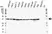 Anti GAPDH Antibody, clone 4G5 (PrecisionAb Monoclonal Antibody) thumbnail image 1