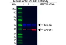 Anti GAPDH Antibody, clone 4G5 (PrecisionAb Monoclonal Antibody) gallery image 2