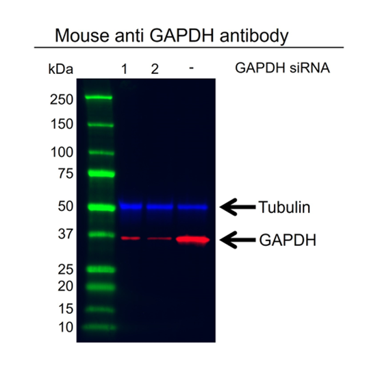 Anti GAPDH Antibody, clone 4G5 (PrecisionAb Monoclonal Antibody) gallery image 2