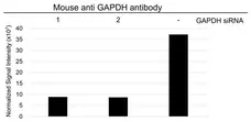 Anti GAPDH Antibody, clone 4G5 (PrecisionAb Monoclonal Antibody) gallery image 3