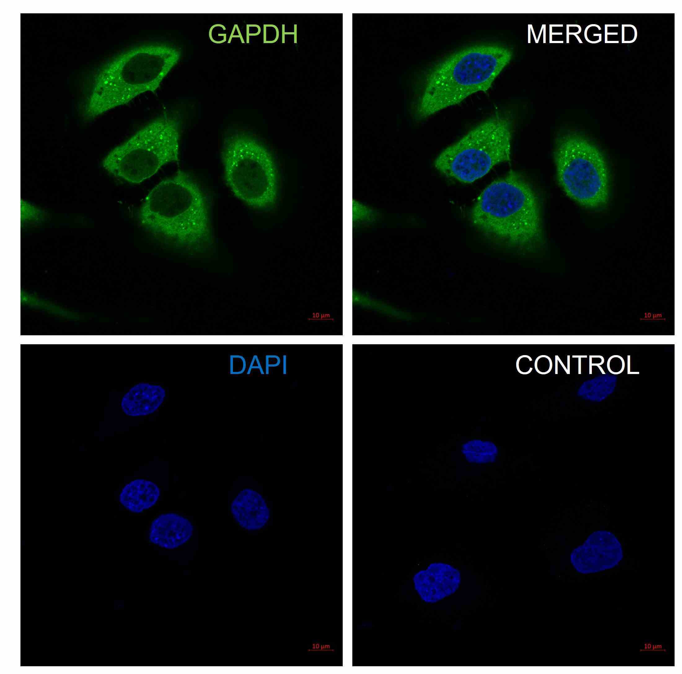 Anti GAPDH Antibody, clone 4G5 (PrecisionAb Monoclonal Antibody) gallery image 4