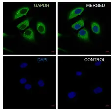 Anti GAPDH Antibody, clone 4G5 (PrecisionAb Monoclonal Antibody) gallery image 4