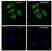 Anti GAPDH Antibody, clone 4G5 (PrecisionAb Monoclonal Antibody) thumbnail image 4