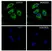 Anti GAPDH Antibody, clone 4G5 (PrecisionAb Monoclonal Antibody) thumbnail image 4