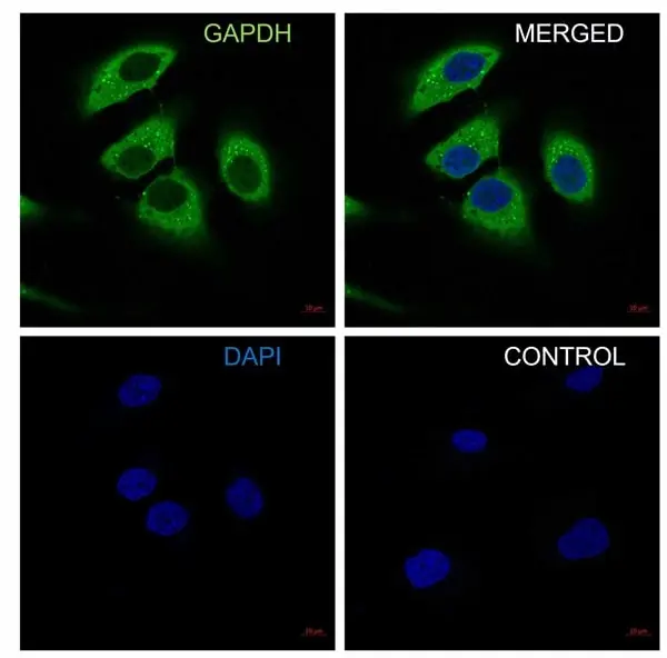 Anti GAPDH Antibody, clone 4G5 (PrecisionAb Monoclonal Antibody) gallery image 4