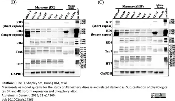ANTI-GAPDH hFAB™ Rhodamine Antibody Antibody, clone AbD22549 gallery image 10