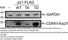 ANTI-GAPDH hFAB™ Rhodamine Antibody Antibody, clone AbD22549 gallery image 11