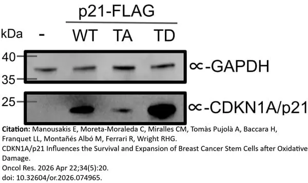 ANTI-GAPDH hFAB™ Rhodamine Antibody Antibody, clone AbD22549 gallery image 11