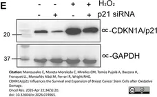 ANTI-GAPDH hFAB™ Rhodamine Antibody Antibody, clone AbD22549 gallery image 12