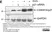 ANTI-GAPDH hFAB™ Rhodamine Antibody Antibody, clone AbD22549 thumbnail image 12