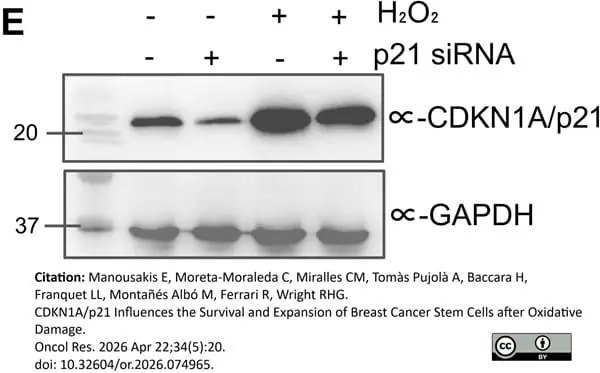 ANTI-GAPDH hFAB™ Rhodamine Antibody Antibody, clone AbD22549 gallery image 12