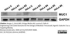 ANTI-GAPDH hFAB™ Rhodamine Antibody Antibody, clone AbD22549 gallery image 13