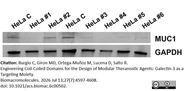 ANTI-GAPDH hFAB™ Rhodamine Antibody Antibody, clone AbD22549 gallery image 13
