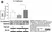ANTI-GAPDH hFAB™ Rhodamine Antibody Antibody, clone AbD22549 thumbnail image 3
