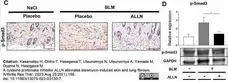 ANTI-GAPDH hFAB™ Rhodamine Antibody Antibody, clone AbD22549 gallery image 4