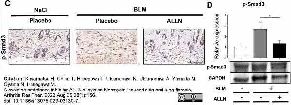 ANTI-GAPDH hFAB™ Rhodamine Antibody Antibody, clone AbD22549 gallery image 4