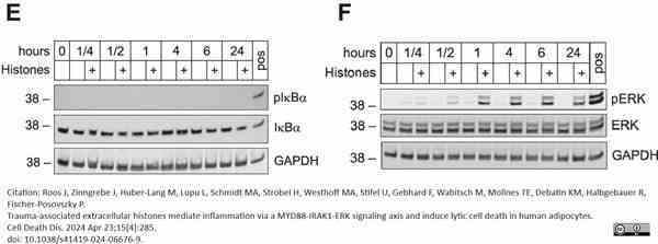 ANTI-GAPDH hFAB™ Rhodamine Antibody Antibody, clone AbD22549 gallery image 5