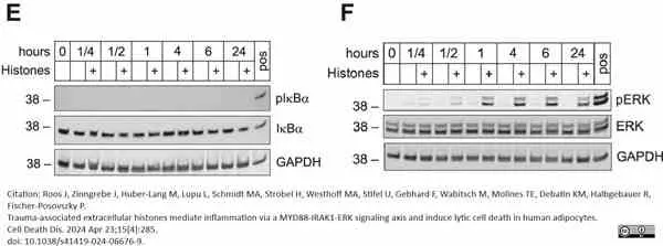ANTI-GAPDH hFAB™ Rhodamine Antibody Antibody, clone AbD22549 gallery image 5