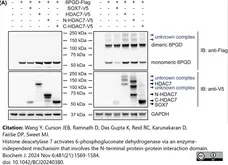 ANTI-GAPDH hFAB™ Rhodamine Antibody Antibody, clone AbD22549 gallery image 6