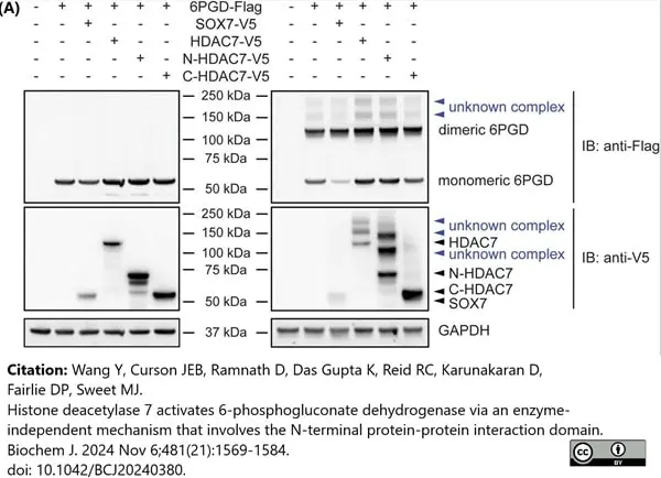ANTI-GAPDH hFAB™ Rhodamine Antibody Antibody, clone AbD22549 gallery image 6
