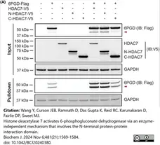 ANTI-GAPDH hFAB™ Rhodamine Antibody Antibody, clone AbD22549 gallery image 7