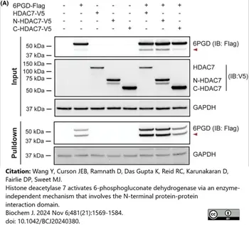 ANTI-GAPDH hFAB™ Rhodamine Antibody Antibody, clone AbD22549 gallery image 7