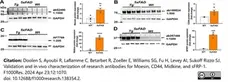 ANTI-GAPDH hFAB™ Rhodamine Antibody Antibody, clone AbD22549 gallery image 8