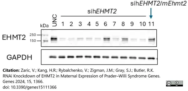 ANTI-GAPDH hFAB™ Rhodamine Antibody Antibody, clone AbD22549 gallery image 9