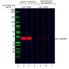 Anti GAPDH Antibody, clone AbD22549_hIgG1 gallery image 1