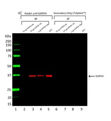 Anti GAPDH Antibody, clone AbD22549_hIgG1 gallery image 2