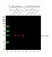 Anti GAPDH Antibody, clone AbD22549_hIgG1 thumbnail image 2