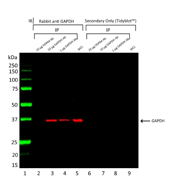 Anti GAPDH Antibody, clone AbD22549_hIgG1 gallery image 2