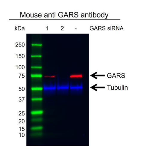 Anti GARS Antibody, clone OTI4H8 (PrecisionAb Monoclonal Antibody) gallery image 4