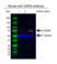 Anti GARS Antibody, clone OTI4H8 (PrecisionAb Monoclonal Antibody) thumbnail image 4