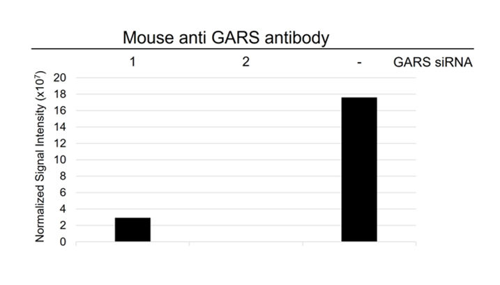 Anti GARS Antibody, clone OTI4H8 (PrecisionAb Monoclonal Antibody) gallery image 5