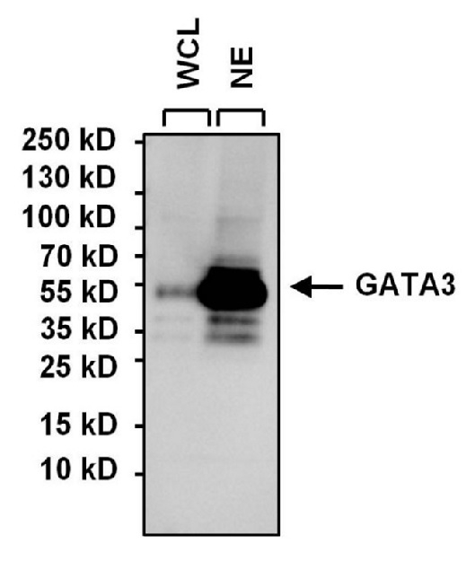 Anti GATA3 Antibody, clone 1A12-1D9 gallery image 1