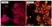 Anti GATA3 Antibody, clone 1A12-1D9 thumbnail image 2