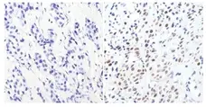 Anti GATA3 Antibody, clone 1A12-1D9 gallery image 3
