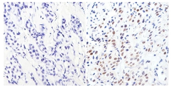 Anti GATA3 Antibody, clone 1A12-1D9 gallery image 3