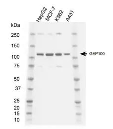 Anti GEP100 Antibody, clone AbD39152eg (PrecisionAb Monoclonal Antibody) gallery image 1