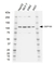 Anti GEP100 Antibody, clone AbD39152eg (PrecisionAb Monoclonal Antibody) thumbnail image 1