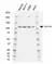 Anti GEP100 Antibody, clone AbD39152eg (PrecisionAb Monoclonal Antibody) thumbnail image 1