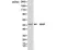 Anti GFAP Antibody, clone RM246 thumbnail image 1