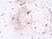 Anti GFAP Antibody, clone RM246 thumbnail image 2
