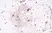 Anti GFAP Antibody, clone RM246 thumbnail image 2